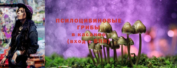 сатива Каменногорск